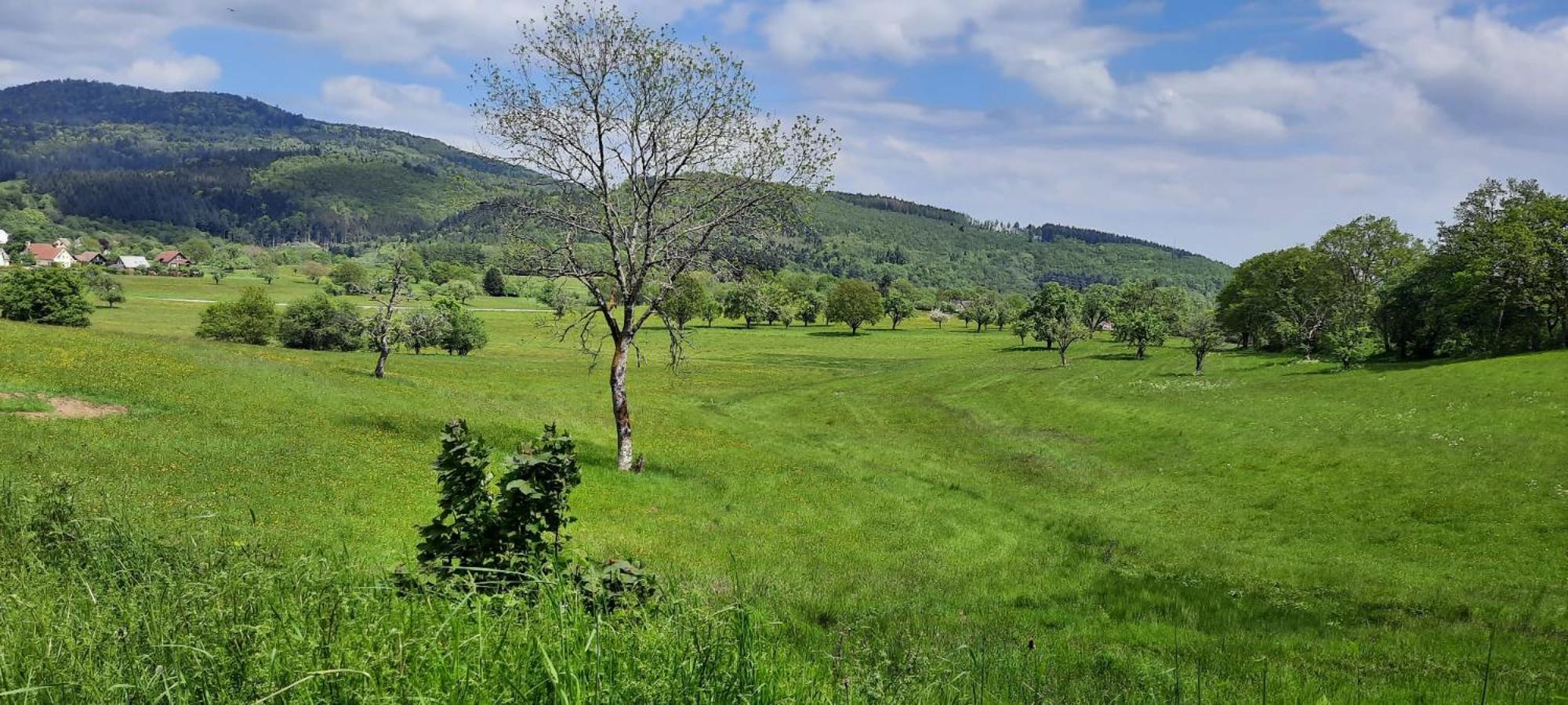 Gite Au Petit Verger Masevaux-Niederbruck Екстер'єр фото